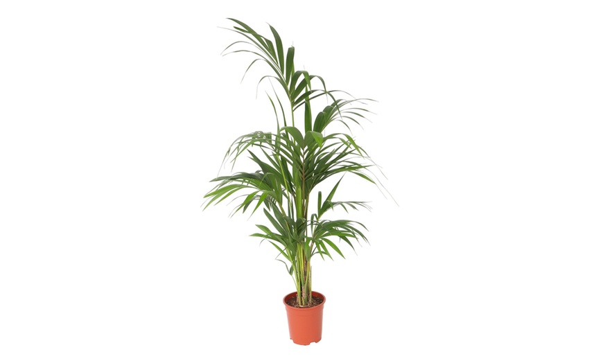 Image 8: Rootz Kentia Palm Collections