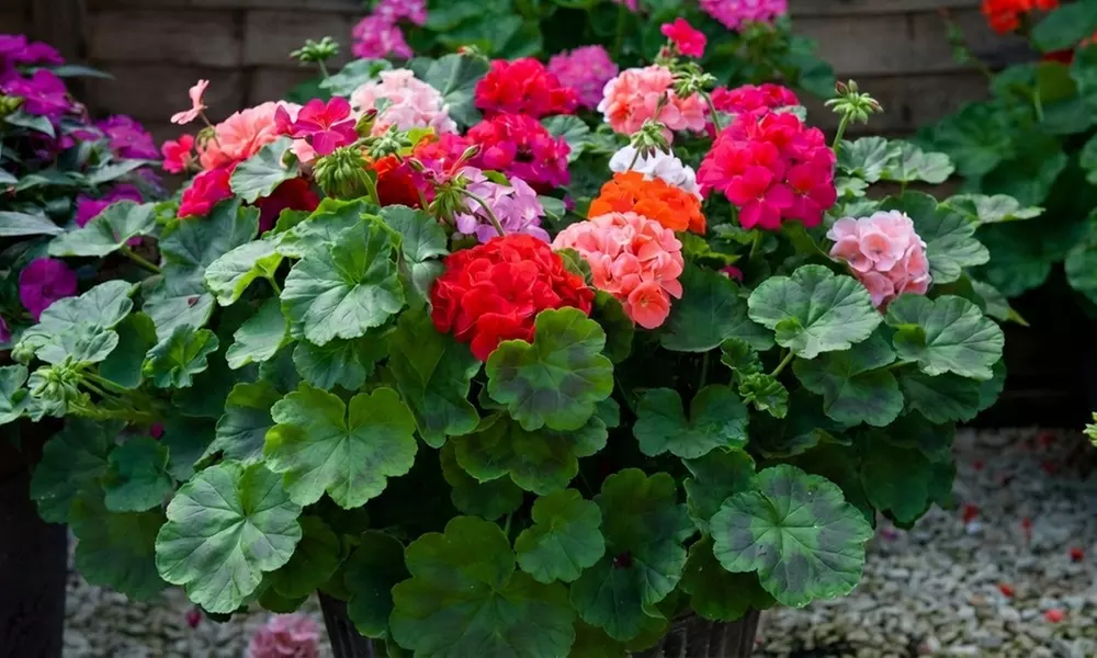 60 or 120 Mixed Summer Bedding Plants