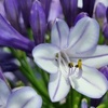 Image 5: Agapanthus Collection - 3 or 6 Potted Plants