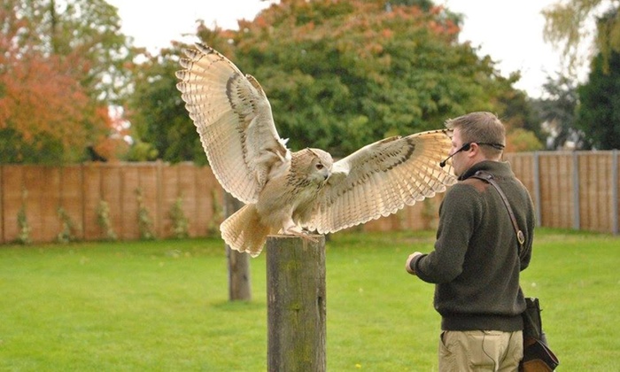 Baytree Owl & Wildlife Centre - From £2.95 - Spalding | Groupon