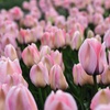 Image 11: Up to 36 Bulbs of Tulip Pastel Mix Collections