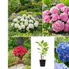 Image 1: Lot de 4 ou 8 Hydrangea Macrophylla différents