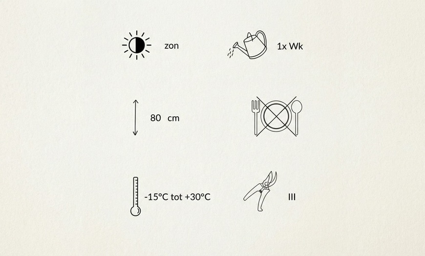 Image 7: Pack di fiori per aiuola di NatureNest