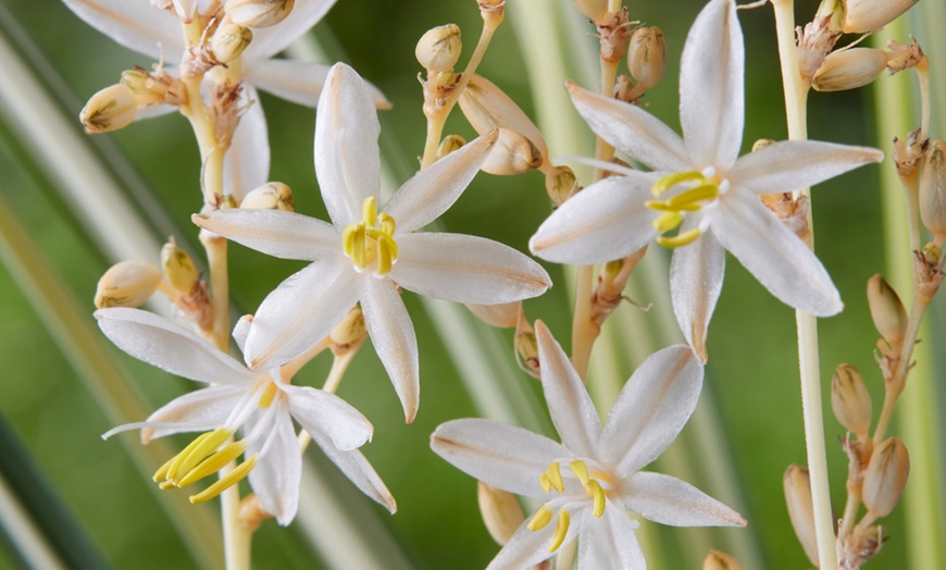 Image 3: Chlorophytum Starlight 