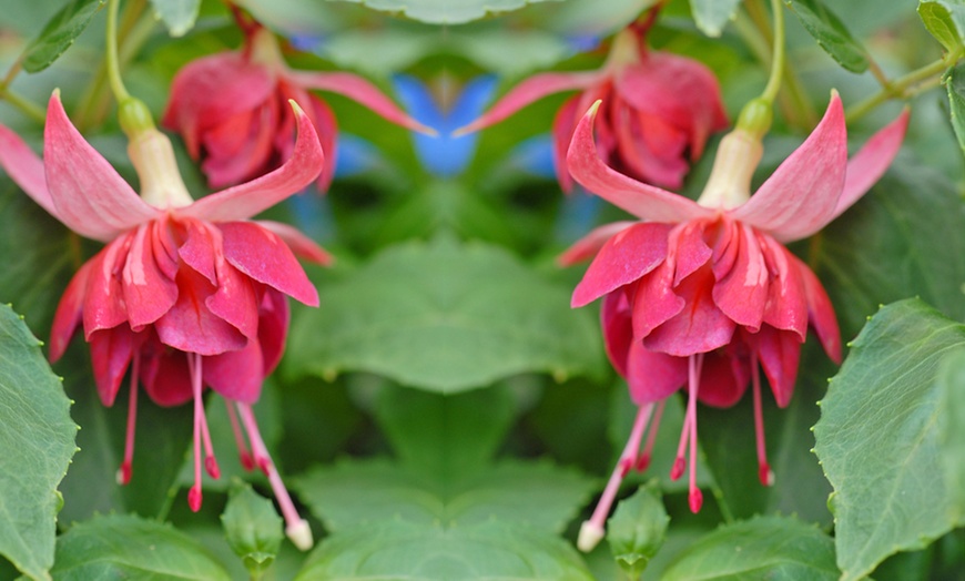 Image 6: 5, 10 or 20 Giant Fuchsia Plugs