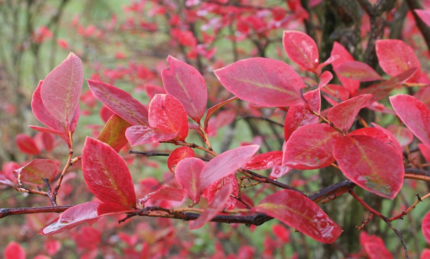 Image 3: Plants de myrtilles, toutes saisons