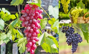 Up to Three Mixed Grape Vine Plants 10.5cm