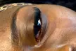 Lash Bar Express: Eyelash Extensions w/ 1 or 2 Touchup Plus Free Add-On (Wisps or Bottom Lashes) (Up to 37% Off) - Second Medium