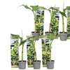 Image 6: Fino a 6 piante di banane della Cina del Sud Rootz
