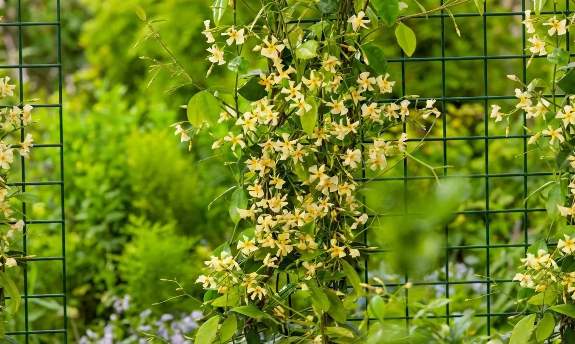 1 of 2 Toscaanse Jasmijnplanten XXL (110-120 cm)