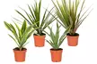 Lot de 4 plantes d'intérieur dracaena comprenant les variétés "Wahnecki", "Marginata", "Lemon Lime" et "Bicolor" - Image 3