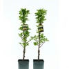 Image 1: 2 arbres fruitiers colonnes gain de place