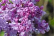 Purple Scented Lilac - 1 or 2 Potted Plants - Image 3
