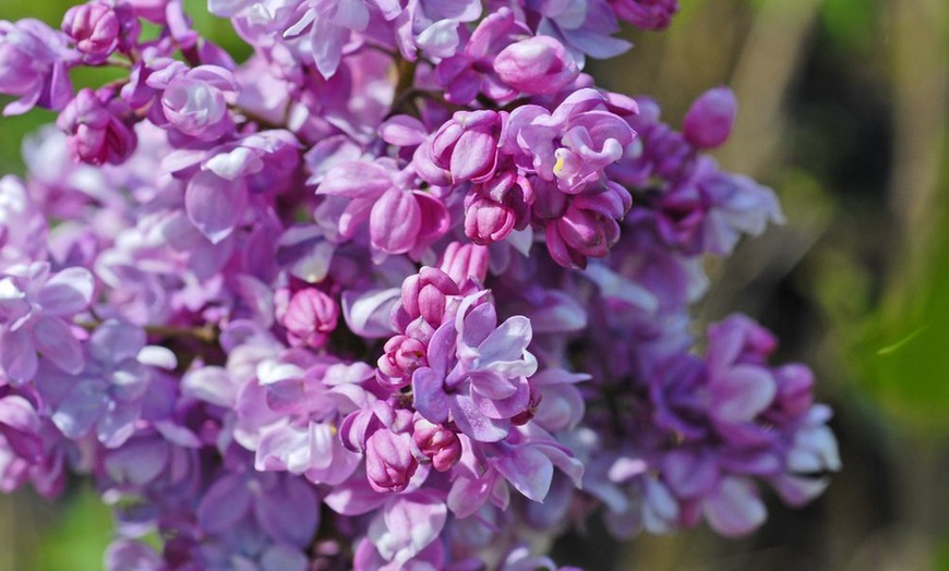 Image 3: Purple Scented Lilac - 1 or 2 Potted Plants
