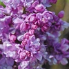Image 3: Purple Scented Lilac - 1 or 2 Potted Plants