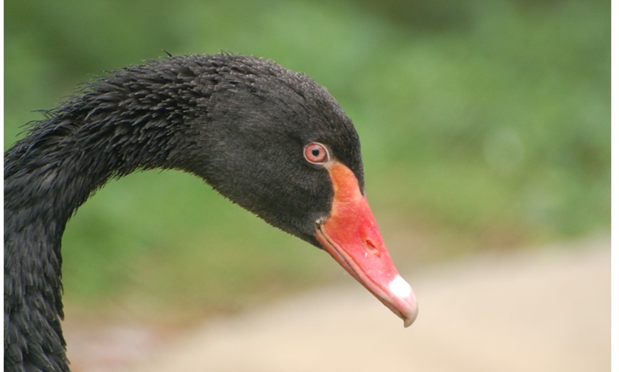 Image 5: Tageseintritt für 1 Familie in den Solinger Vogel- und Tierpark