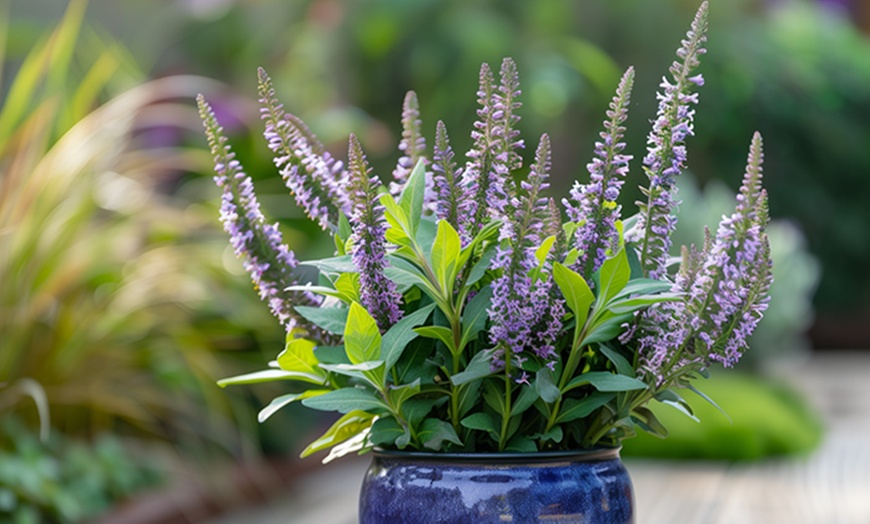 Image 7: Mix van 6 of 12 Rootz Hebe Veronica struiken 