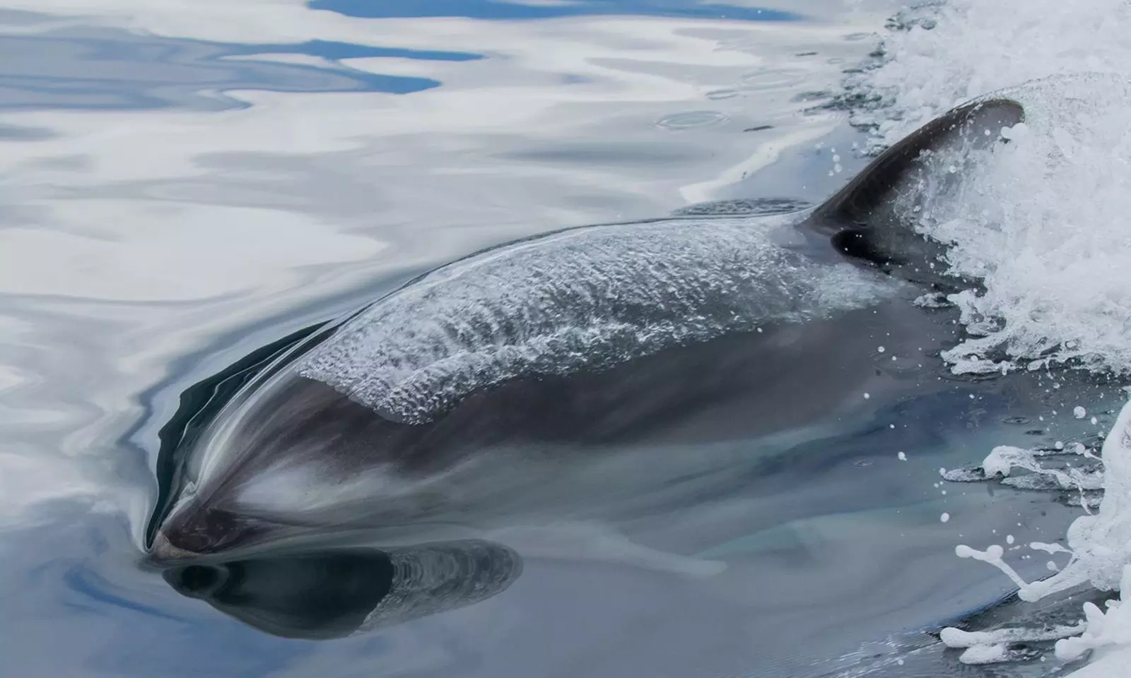 Wildlife Tour Featuring Whale Watching Valid May 01 to September 30 - Second Medium
