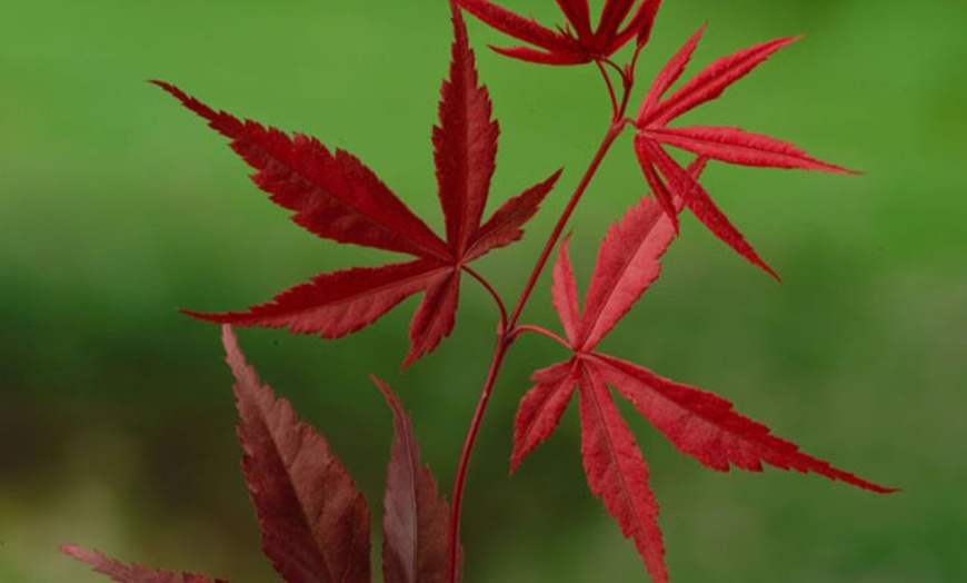 Image 5: Mixed Japanese Acer Palmatum Potted Plants