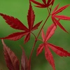 Image 5: Mixed Japanese Acer Palmatum Potted Plants