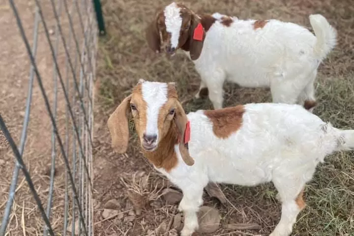 Admission For One, Two, or Four To Pumpkin Patch With Activities!