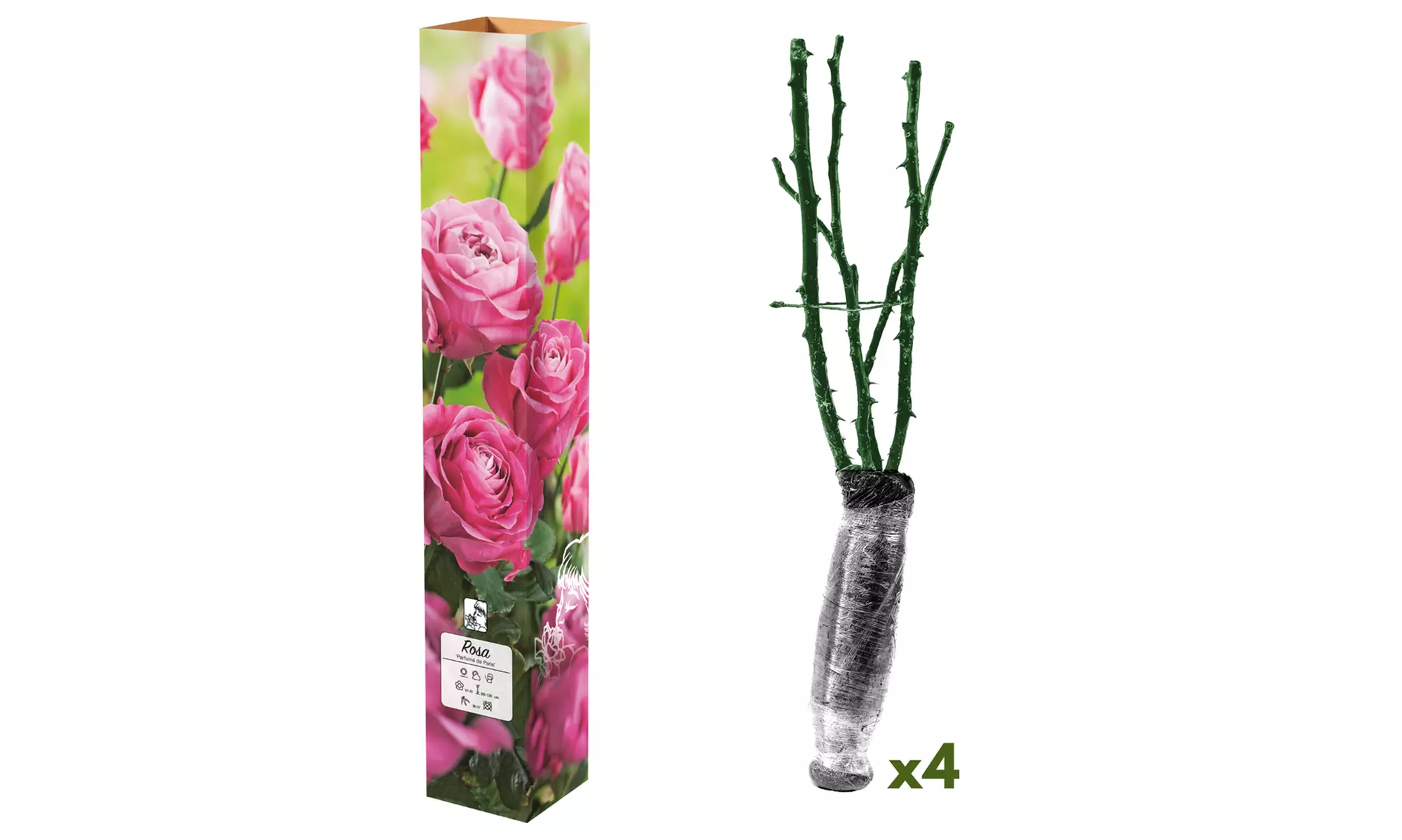Set van 4 grootbloemige rozen van het