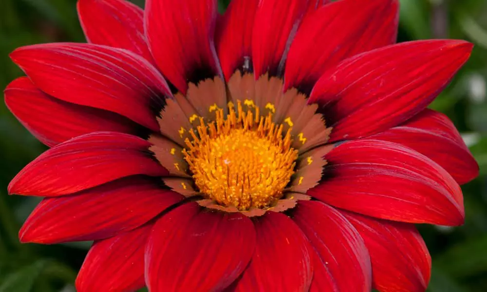 Gazania Red Shades