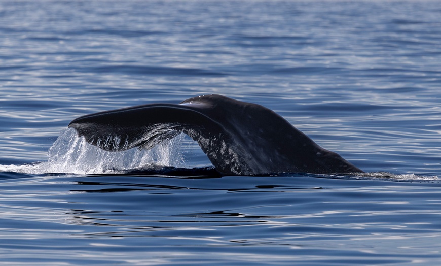 Image 6:  Dolphin and Whale Watch Tour on the Kona Coast