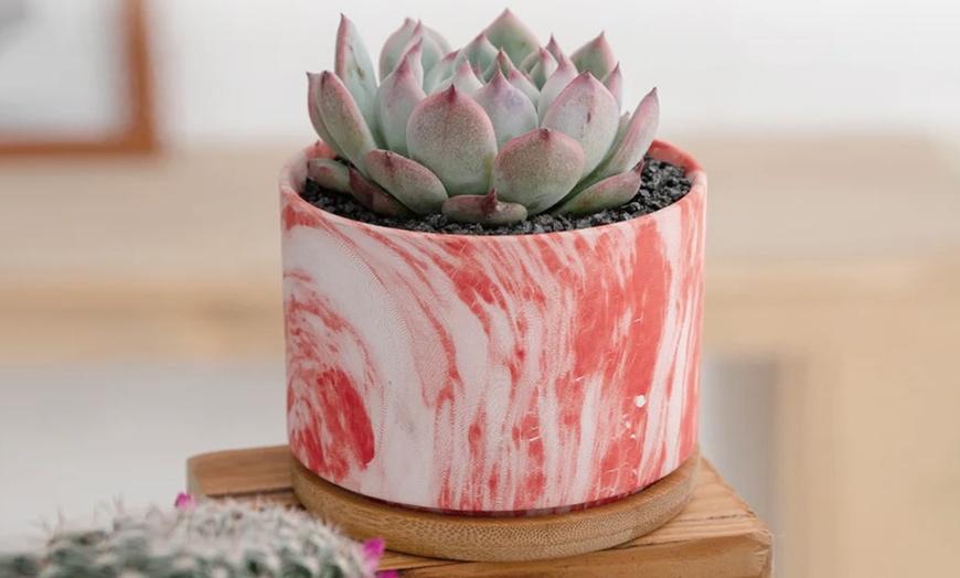 Image 23: Lot de 3 pots de fleurs en céramique pour succulentes