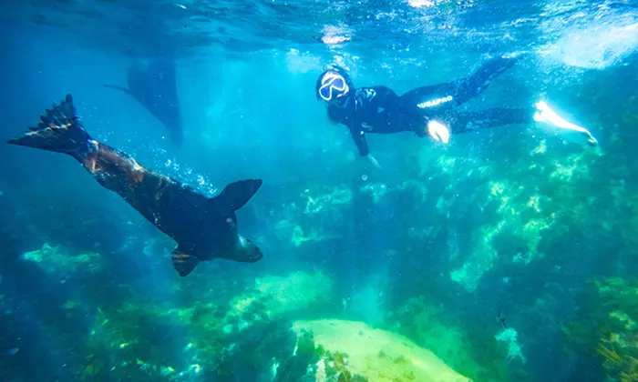 75-Minute or 2-Hour Kangaroo Island Coastal Safari Boat Tour