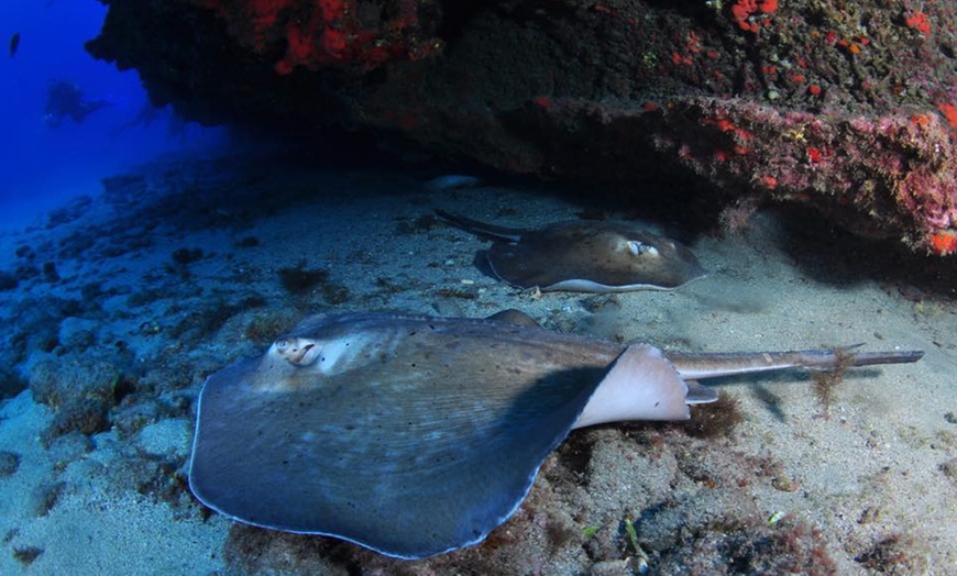 Image 9: Bautismo de buceo para 1 o 2 personas con Buceo Pandora