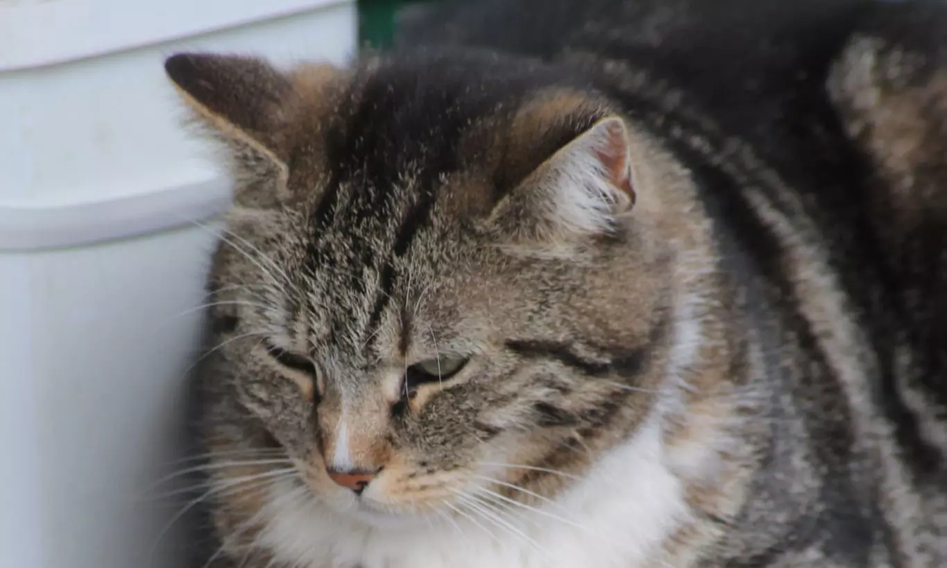 120 Min. Auszeit mit Tieren für 1 oder 2 Erwachsene (ab 15 Jahren)