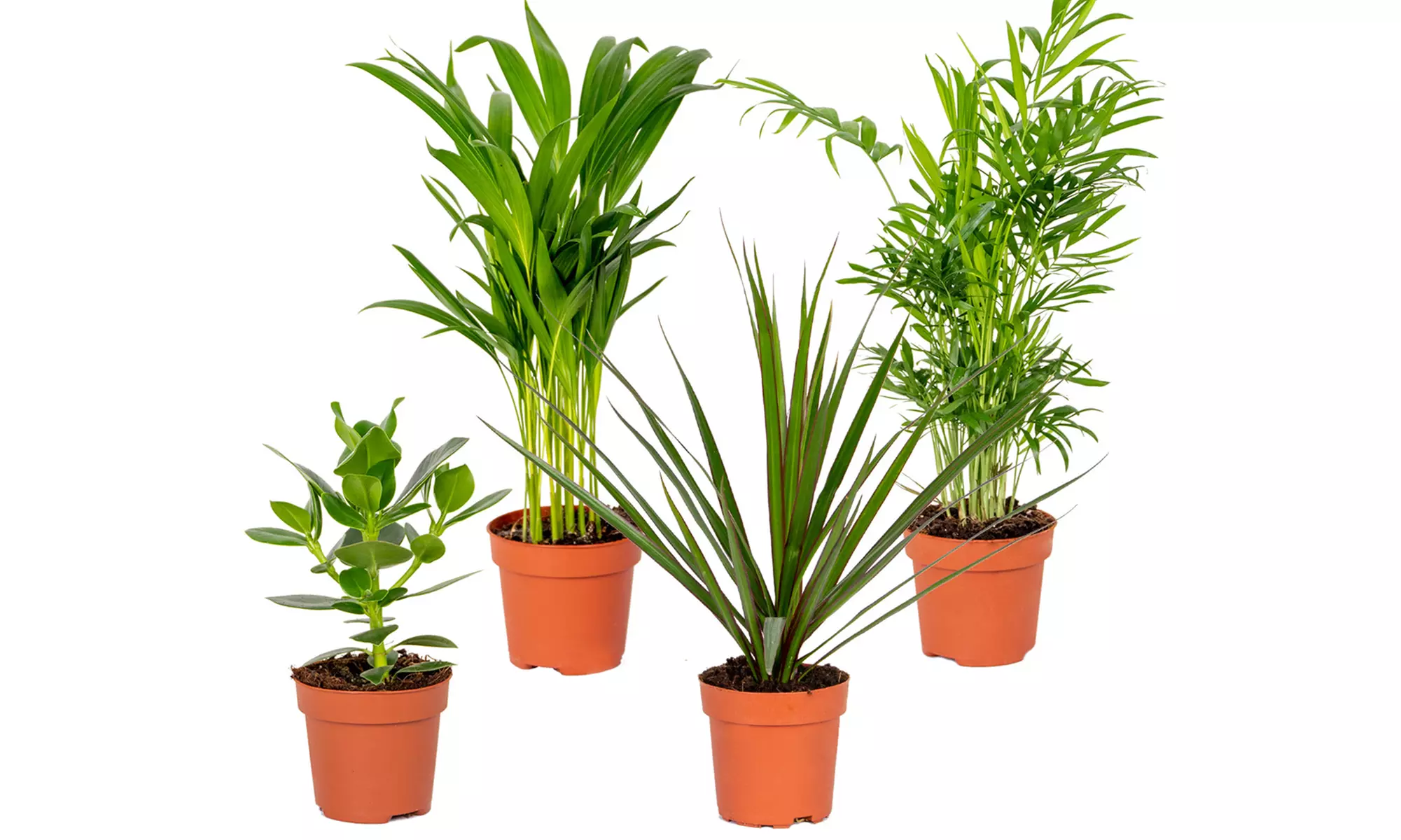 4 plantas mixtas