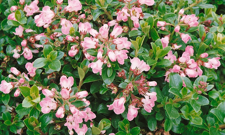 Image 2: Evergreen Flowering Shrubs