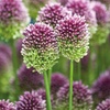 Image 3: Allium Bulbs Collection