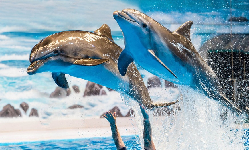Image 3: VIP & Regular Passes to Dolphin & Seal Show for Adults & Children 