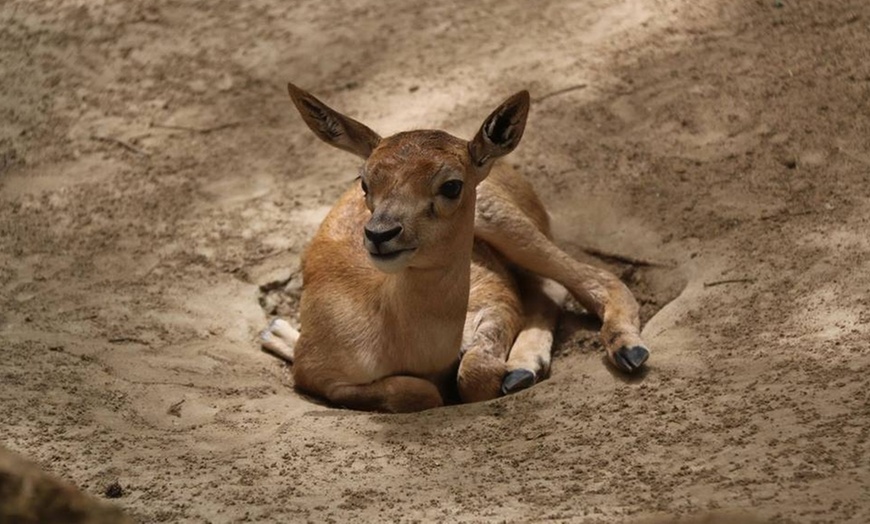 Image 2: Visita al Zoo Castellar