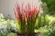 4x oder 8x Japanisches Blutgras 'Red Baron' (Imperata cylindrica 'Red Baron') - Second Medium