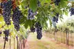Guided Wine Tasting and Vineyard Tour for Ten or Twelve People at AZ Wine Hops Touring (Up to 25% Off) - Second Medium