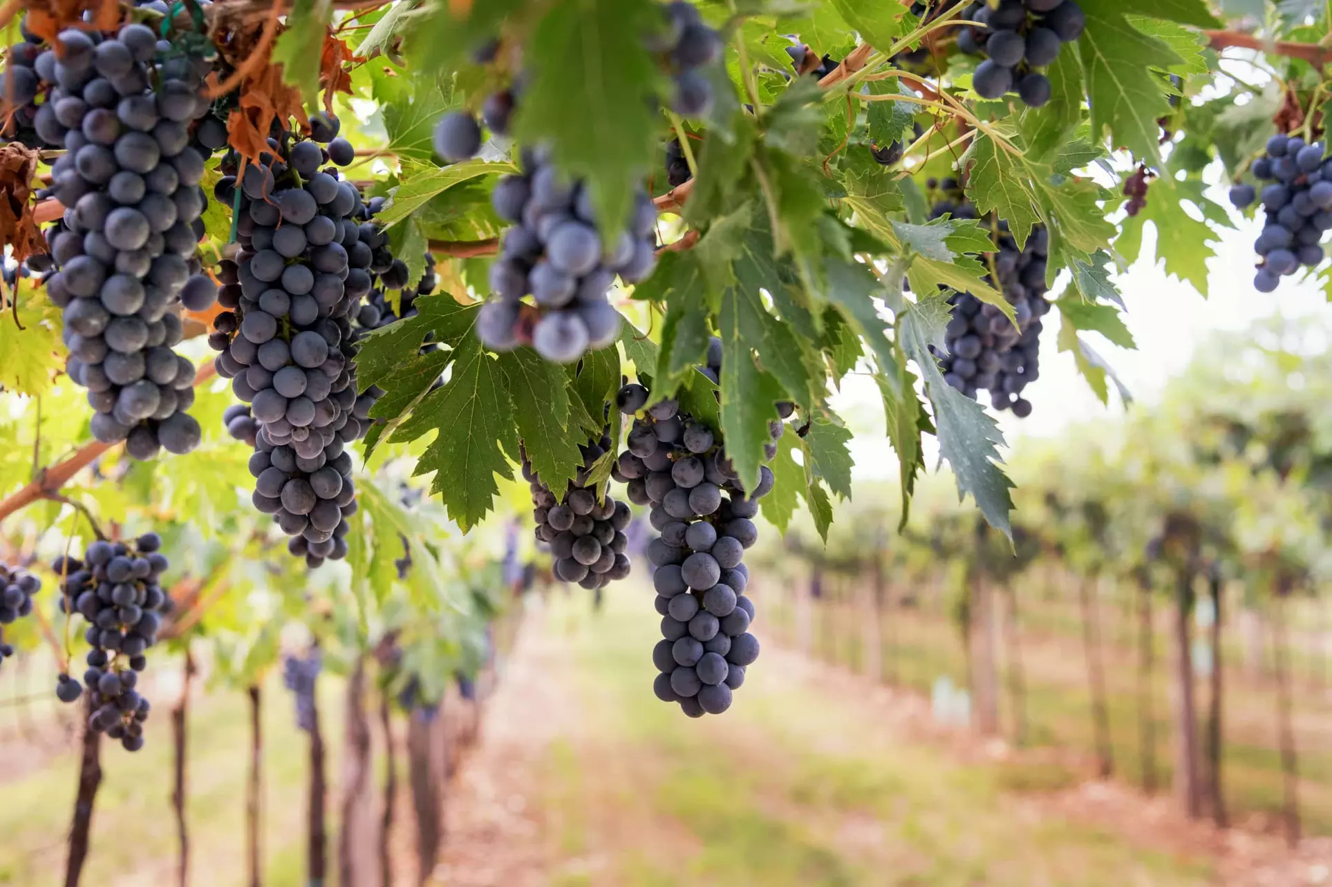 Up to 33% Off Guided Wine Tasting and Vineyard Tour