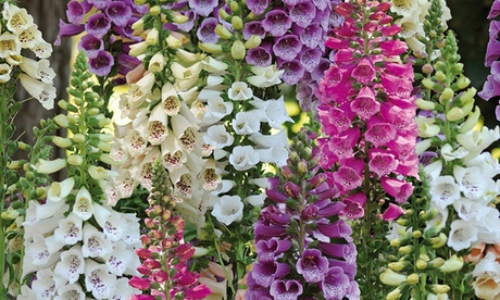 Groupon Unisex Foxglove ‘Dalmatian Mixed’ Digitalis Purpurea 9Cm Potted Plants: Three