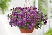 Vibrant Winter Flowering Pansy Mixes - up to 72 Plants - Image 3