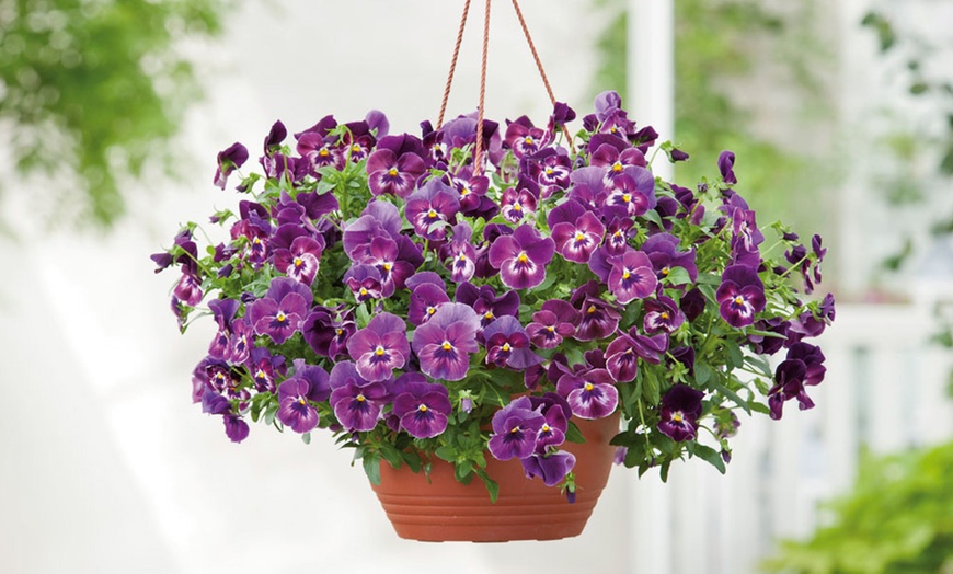 Image 3: Vibrant Winter Flowering Pansy Mixes - up to 72 Plants