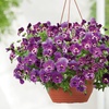Image 3: Vibrant Winter Flowering Pansy Mixes - up to 72 Plants