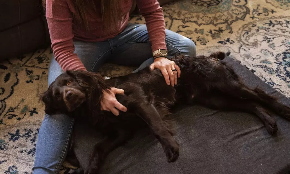 Explore Holistic Animal Studies' online courses to learn canine massage or kinesiology taping, with up to 50% off - Primary Image