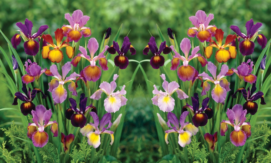 Image 2: Mixed Spring Iris Bulbs - Up to 200 Bulbs