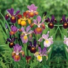 Image 2: Mixed Spring Iris Bulbs - Up to 200 Bulbs