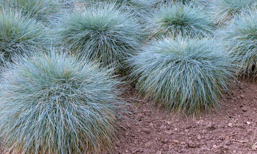 Image 1: 4 ou 8 fétuques bleues de Gardenzo