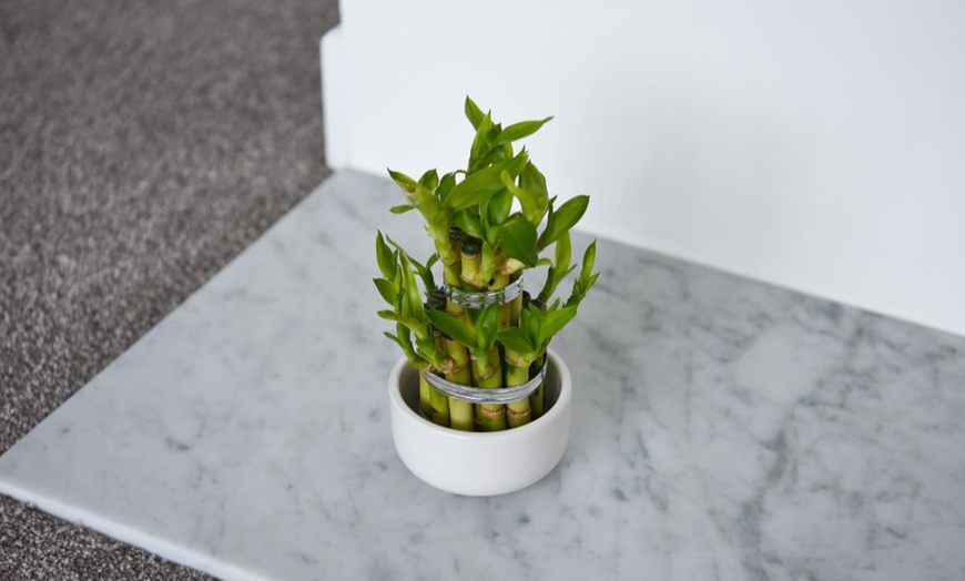 Image 3: 1 or 2 'Lucky Bamboo' Dracaena sanderiana Plants