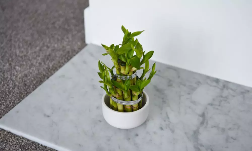 1 or 2 'Lucky Bamboo' Dracaena sanderiana Plants